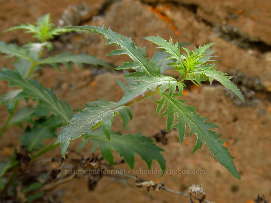 cut-leaf penstemon leaves (Penstemon richardsonii) [Alder Springs Trail, Deschutes Canyon-Steelhead Falls WSA, Jefferson County, Oregon]