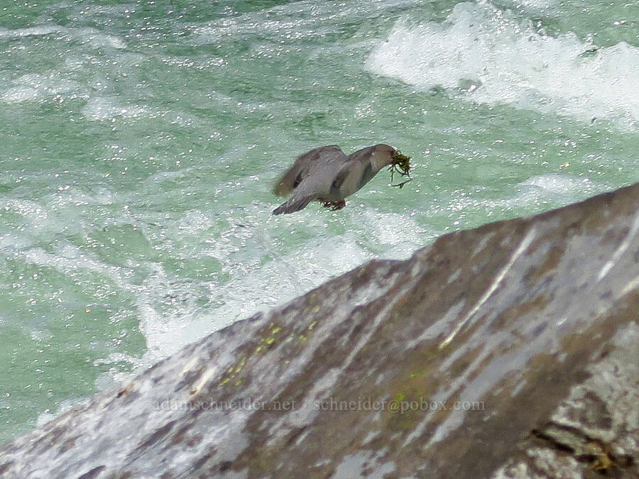 water ouzel (American dipper) (Cinclus mexicanus) [Alder Springs Trail, Deschutes Canyon-Steelhead Falls WSA, Jefferson County, Oregon]