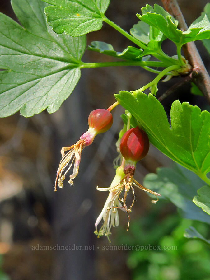 white-flowered currant, going to seed (Ribes niveum) [Alder Springs Trail, Deschutes Canyon-Steelhead Falls WSA, Jefferson County, Oregon]