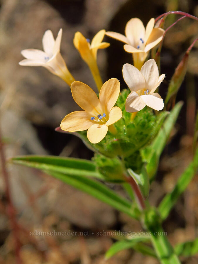 grand collomia (Collomia grandiflora) [above Whychus Creek, Crooked River National Grassland, Jefferson County, Oregon]