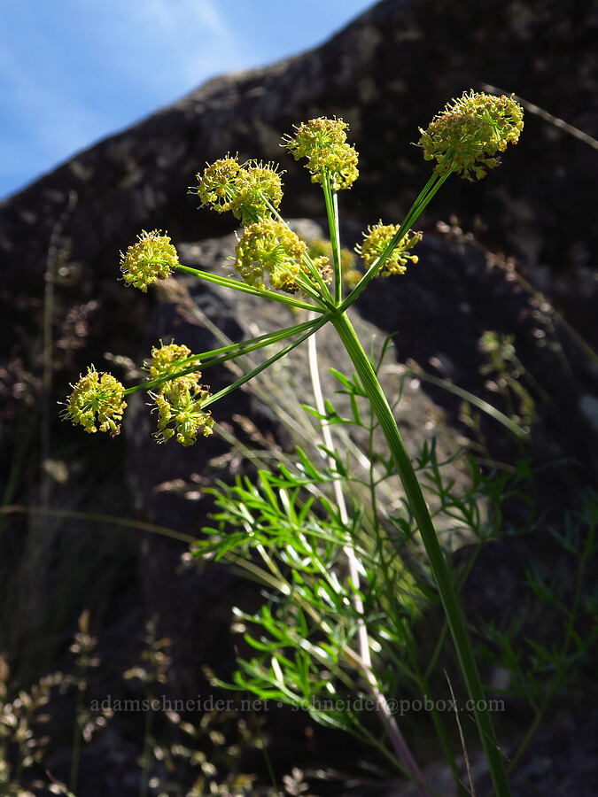 fern-leaf desert parsley (Lomatium multifidum (Lomatium dissectum var. multifidum)) [above Whychus Creek, Crooked River National Grassland, Jefferson County, Oregon]