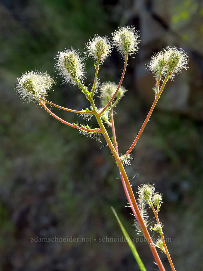 Scouler's hawkweed, budding (Hieracium scouleri (Pilosella scouleri)) [above Whychus Creek, Crooked River National Grassland, Jefferson County, Oregon]