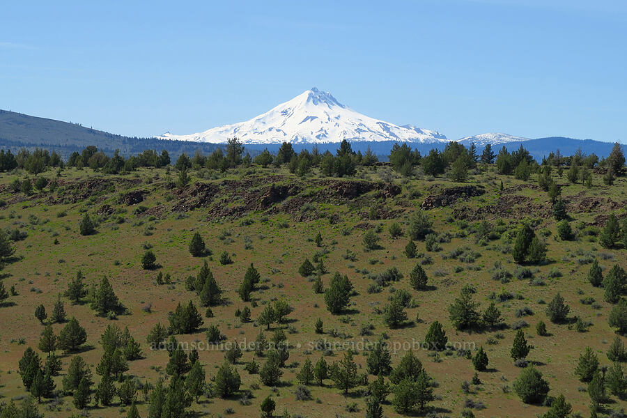 Mount Jefferson & juniper scrub [above Whychus Creek, Crooked River National Grassland, Jefferson County, Oregon]