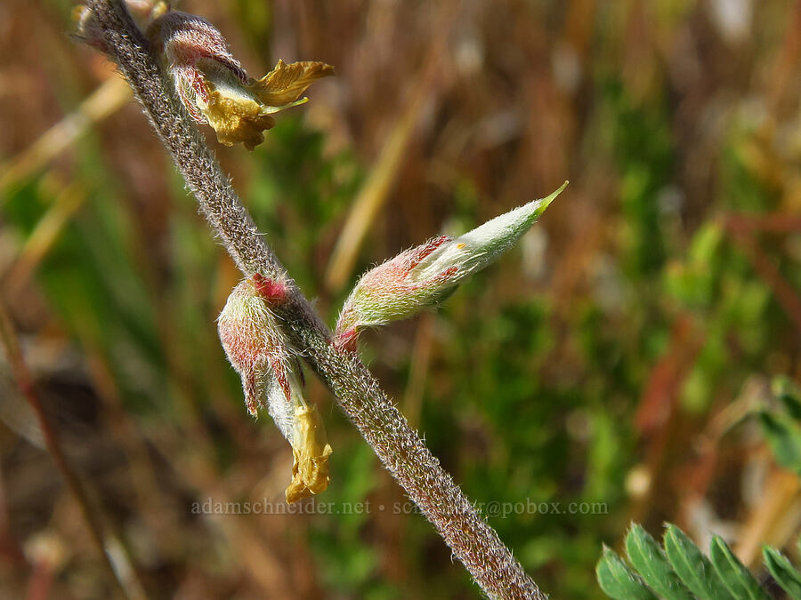 scabland milk-vetch, going to seed (Astragalus misellus var. misellus) [above Whychus Creek, Crooked River National Grassland, Jefferson County, Oregon]