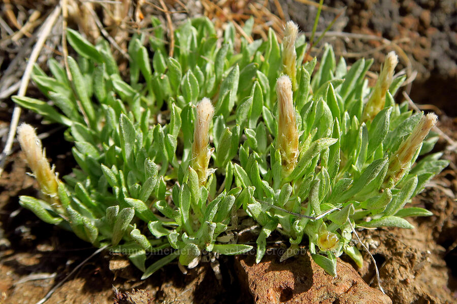 low pussy-toes, female flowers (Antennaria dimorpha) [above Whychus Creek, Crooked River National Grassland, Jefferson County, Oregon]