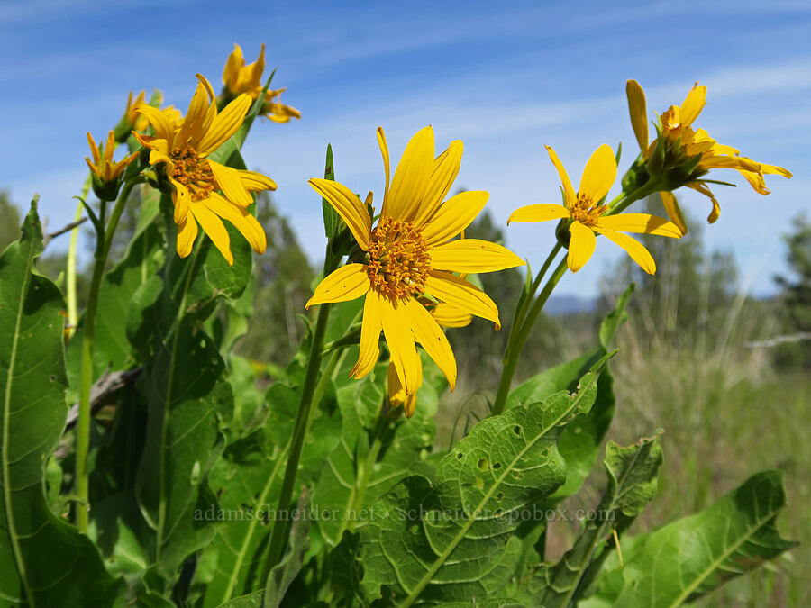 Carey's balsamroot (Balsamorhiza careyana) [above Whychus Creek, Crooked River National Grassland, Jefferson County, Oregon]