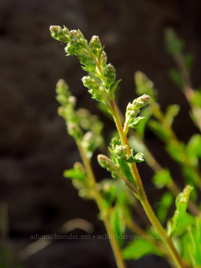 little-leaf ocean-spray (rock spiraea), budding (Holodiscus microphyllus (Holodiscus discolor var. microphyllus)) [above Whychus Creek, Crooked River National Grassland, Jefferson County, Oregon]