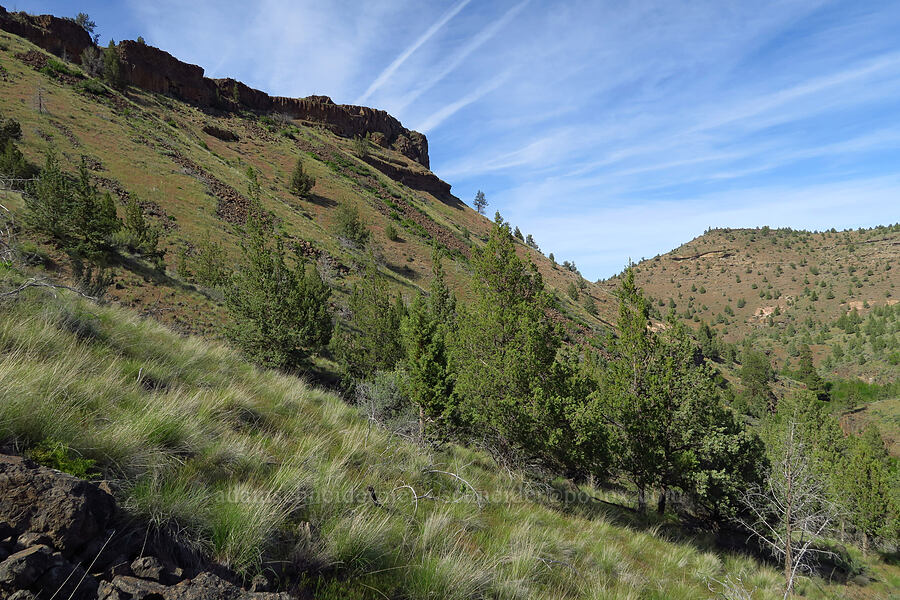 rimrock & junipers (Juniperus occidentalis) [above Whychus Creek, Crooked River National Grassland, Jefferson County, Oregon]