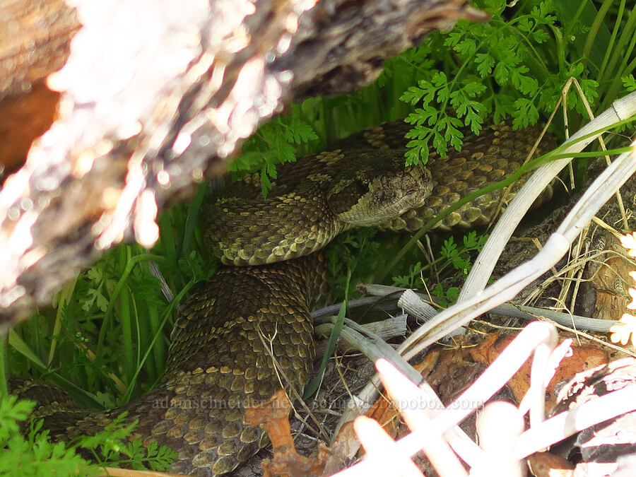 northern Pacific rattlesnake (Crotalus oreganus oreganus) [Alder Springs Trail, Crooked River National Grassland, Jefferson County, Oregon]