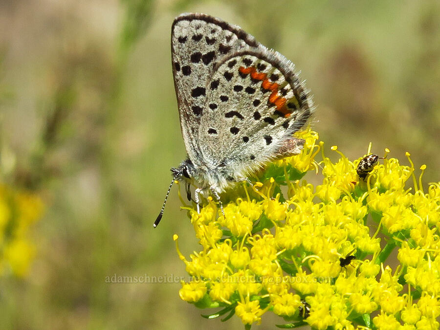 glaucon blue butterfly on spring parsley (Euphilotes glaucon, Cymopterus terebinthinus (Pteryxia terebinthina)) [Alder Springs Trail, Crooked River National Grassland, Jefferson County, Oregon]