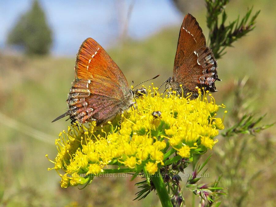 juniper hairstreak butterflies on turpentine spring parsley (Callophrys gryneus, Cymopterus terebinthinus (Pteryxia terebinthina)) [Alder Springs Trail, Crooked River National Grassland, Jefferson County, Oregon]