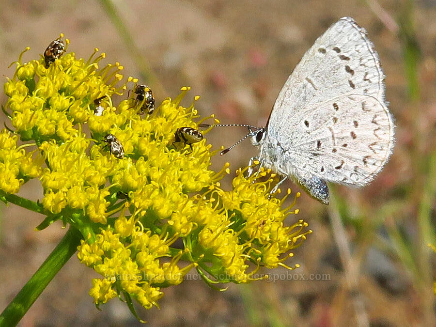 azure butterfly on spring parsley (Celastrina echo, Cymopterus terebinthinus (Pteryxia terebinthina)) [Alder Springs Trail, Crooked River National Grassland, Jefferson County, Oregon]