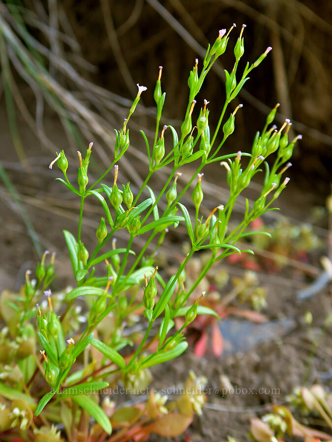 slender phlox, going to seed (Microsteris gracilis (Phlox gracilis)) [Alder Springs Trail, Crooked River National Grassland, Jefferson County, Oregon]