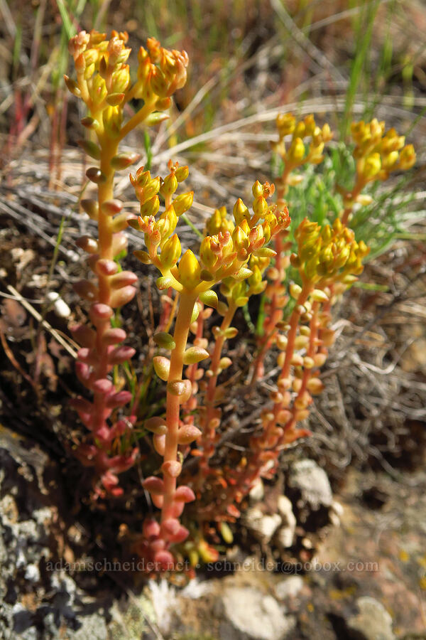 Leiberg's stonecrop, budding (Sedum leibergii) [Alder Springs Trail, Crooked River National Grassland, Jefferson County, Oregon]