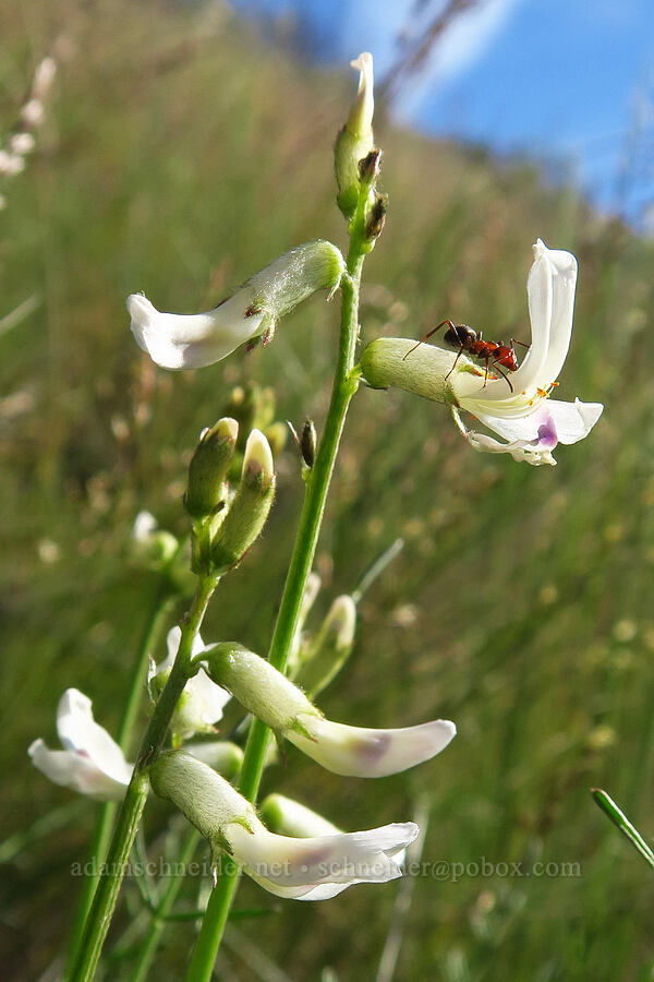 Idaho milk-vetch (and an ant) (Astragalus conjunctus) [Alder Springs Trail, Crooked River National Grassland, Jefferson County, Oregon]