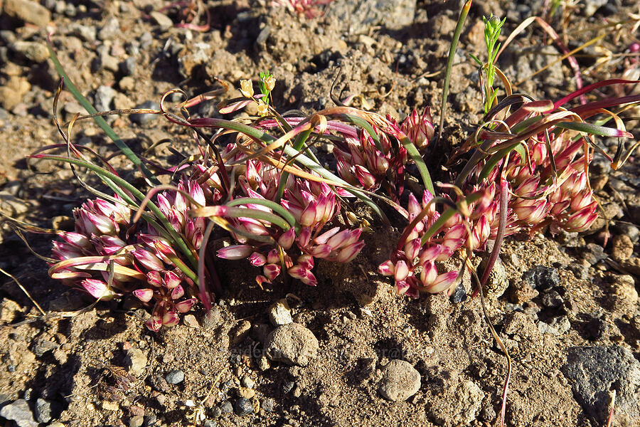 mystery onion (Allium sp.) [Alder Springs Trail, Crooked River National Grassland, Jefferson County, Oregon]