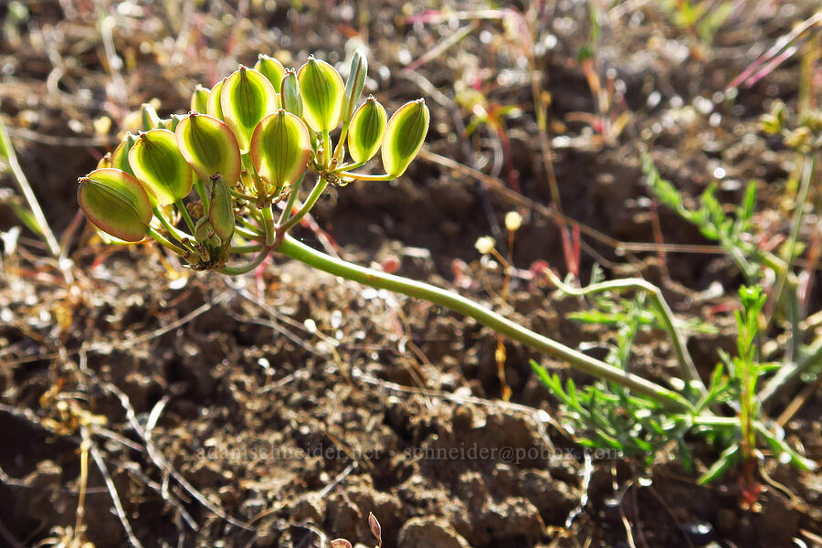 Nevada biscuitroot, going to seed (Lomatium nevadense) [Alder Springs Trail, Crooked River National Grassland, Jefferson County, Oregon]