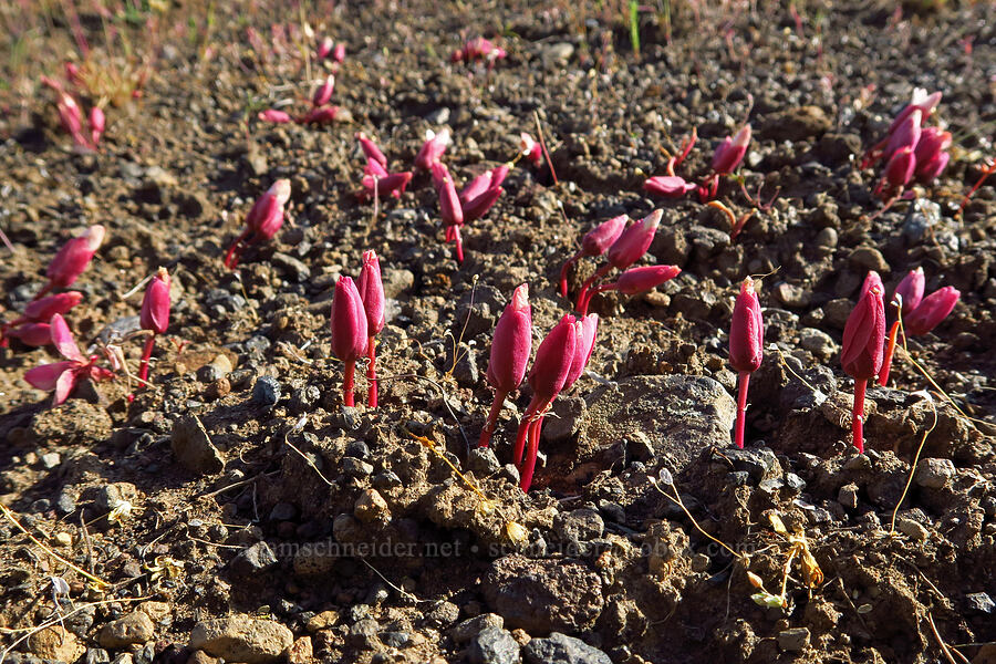 lots of bitterroot buds (Lewisia rediviva) [Alder Springs Trail, Crooked River National Grassland, Jefferson County, Oregon]