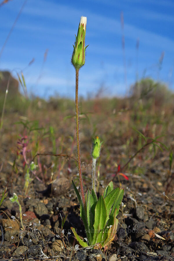 annual agoseris, going to seed (Agoseris heterophylla) [Alder Springs Trail, Crooked River National Grassland, Jefferson County, Oregon]