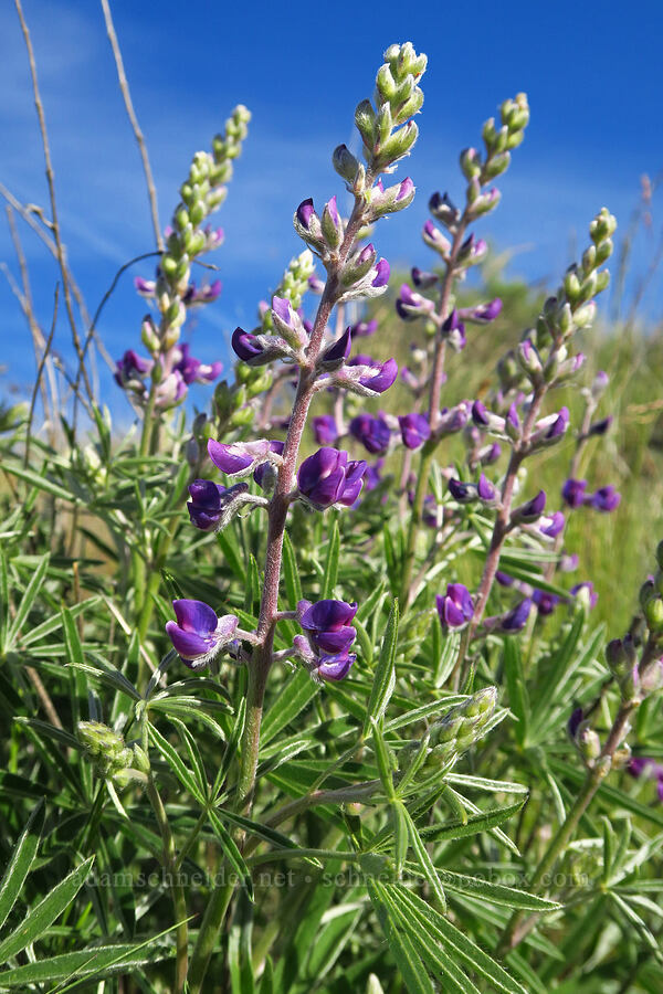 spurred lupine (Lupinus arbustus) [Alder Springs Trail, Crooked River National Grassland, Jefferson County, Oregon]