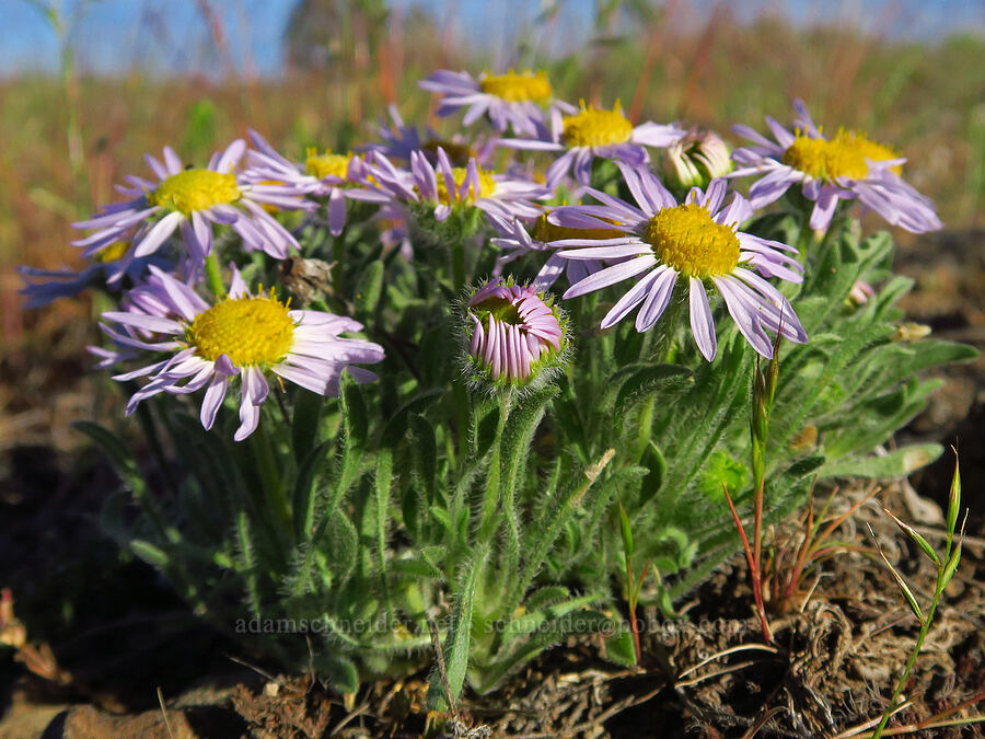 cushion fleabane (Erigeron poliospermus) [Alder Springs Trail, Crooked River National Grassland, Jefferson County, Oregon]