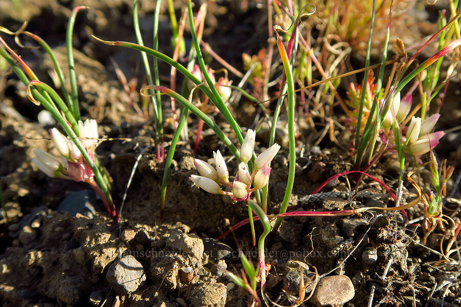 mystery onion (Allium sp.) [Alder Springs Trail, Crooked River National Grassland, Jefferson County, Oregon]