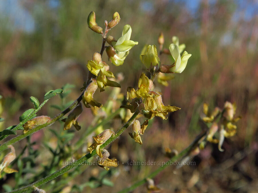 scabland milk-vetch (Astragalus misellus var. misellus) [Alder Springs Trail, Crooked River National Grassland, Jefferson County, Oregon]