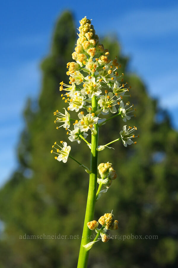 panicled death-camas (Toxicoscordion paniculatum (Zigadenus paniculatus)) [Alder Springs Trail, Crooked River National Grassland, Jefferson County, Oregon]