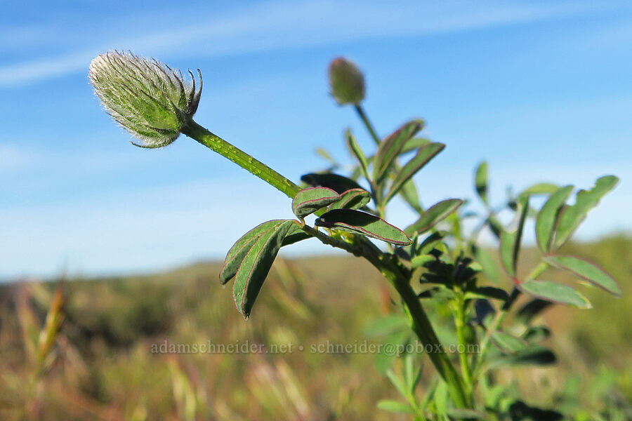 western prairie-clover, budding (Dalea ornata) [Alder Springs Trail, Crooked River National Grassland, Jefferson County, Oregon]