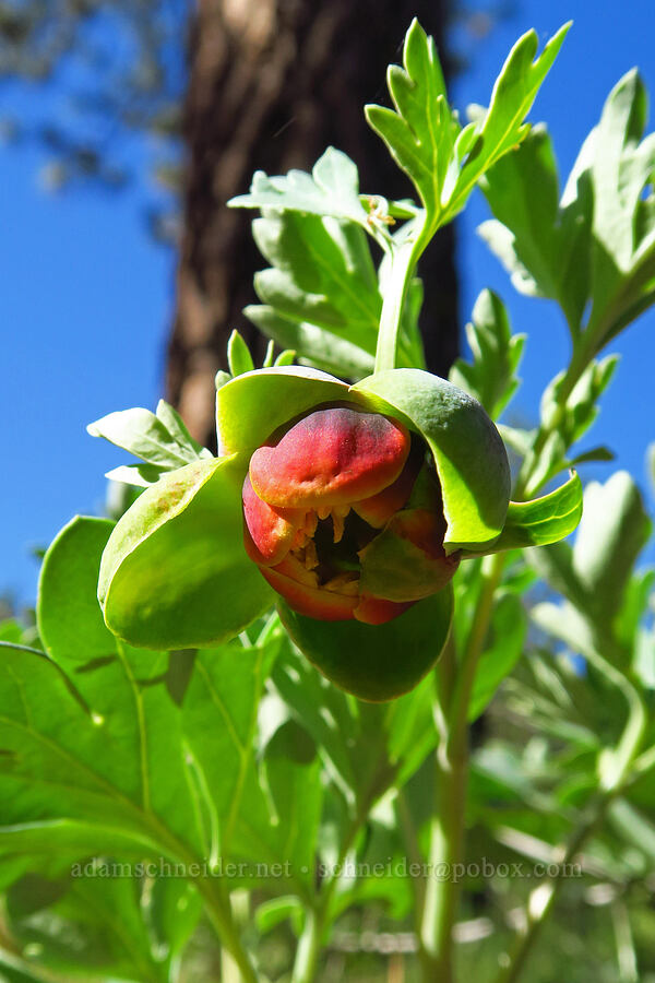 Brown's peony (Paeonia brownii) [Indian Ford Creek, Deschutes County, Oregon]