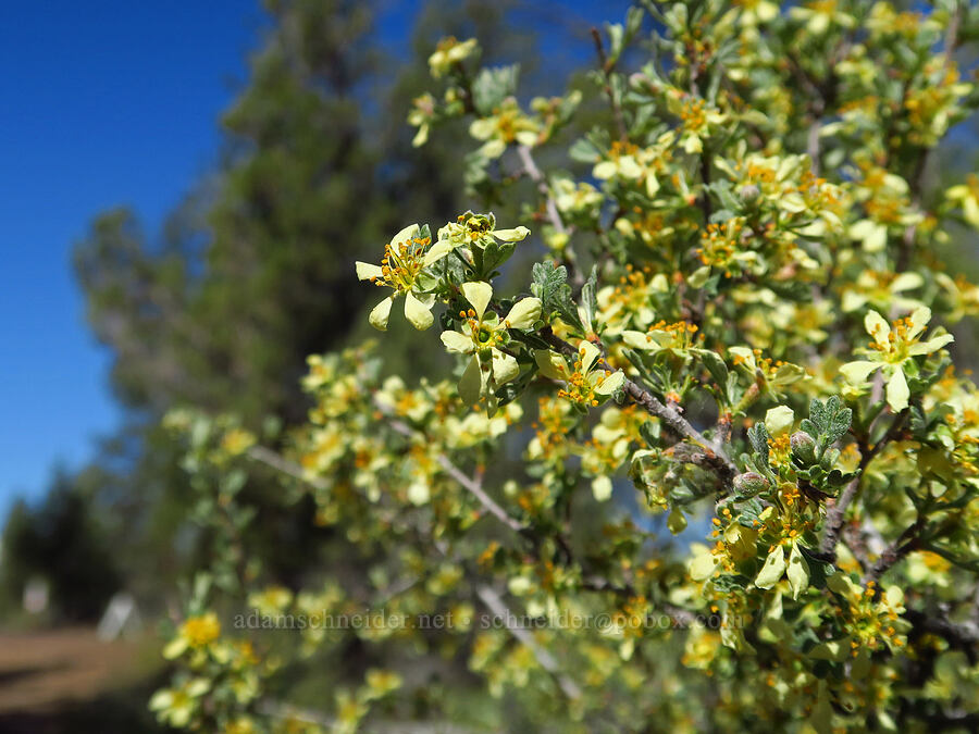 antelope bitter-brush (Purshia tridentata) [Whychus Canyon Preserve, Deschutes County, Oregon]