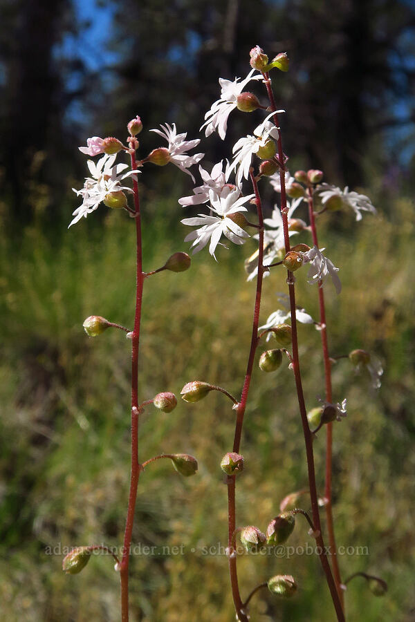 prairie star (Lithophragma parviflorum) [Whychus Canyon Preserve, Deschutes County, Oregon]