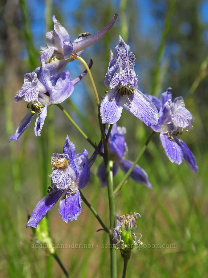 upland larkspur (Delphinium nuttallianum) [Whychus Canyon Preserve, Deschutes County, Oregon]