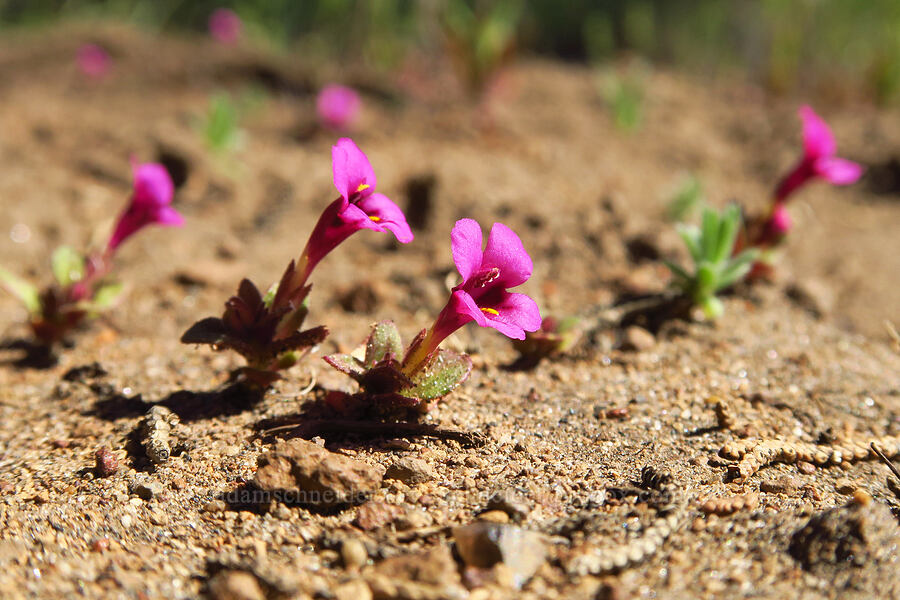 dwarf purple monkeyflower (Diplacus nanus (Mimulus nanus)) [Whychus Canyon Preserve, Deschutes County, Oregon]