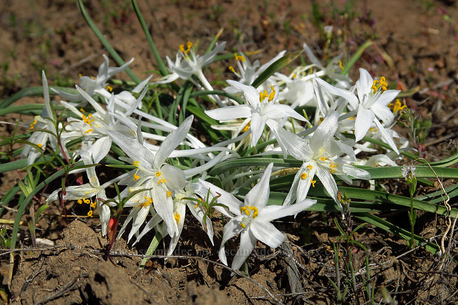 sand lilies (Leucocrinum montanum) [Whychus Canyon Preserve, Deschutes County, Oregon]