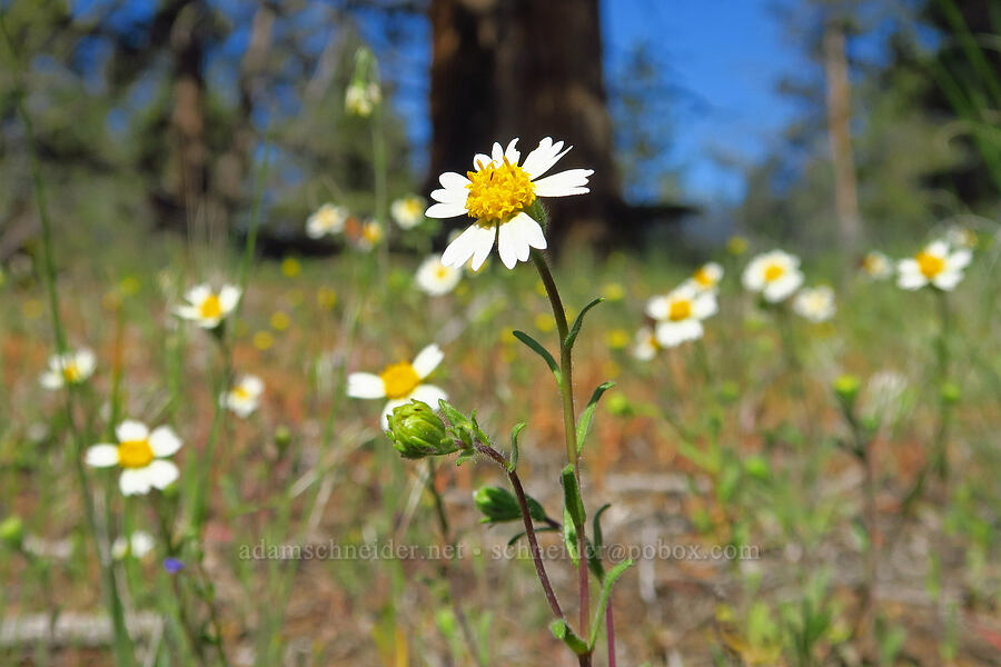 white tidy-tips (Layia glandulosa) [Whychus Canyon Preserve, Deschutes County, Oregon]