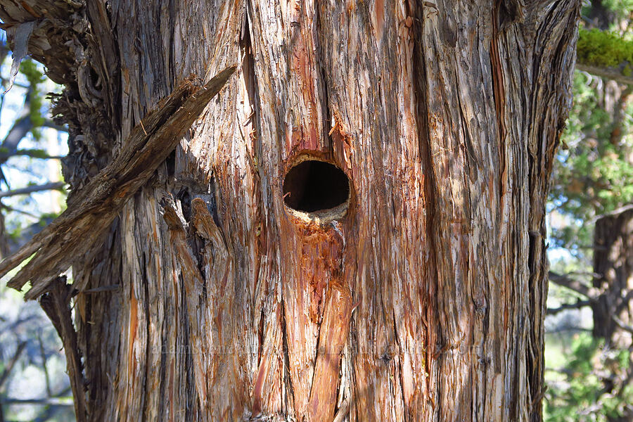 hairy woodpecker's nest (Dryobates villosus (Leuconotopicus villosus)) [Whychus Canyon Preserve, Deschutes County, Oregon]