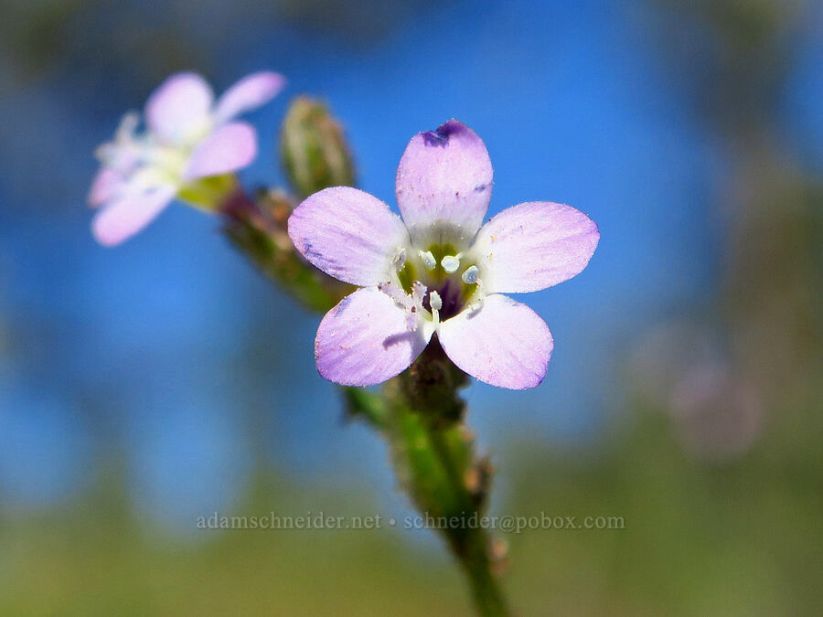 Nevada gilia (Gilia brecciarum ssp. brecciarum) [Whychus Canyon Preserve, Deschutes County, Oregon]