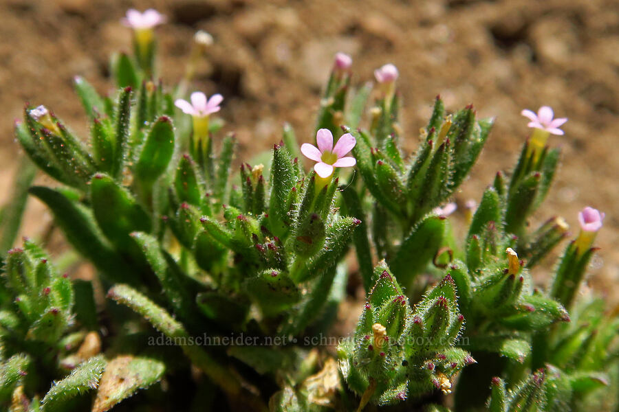 tiny slender phlox (Microsteris gracilis (Phlox gracilis)) [Whychus Canyon Preserve, Deschutes County, Oregon]