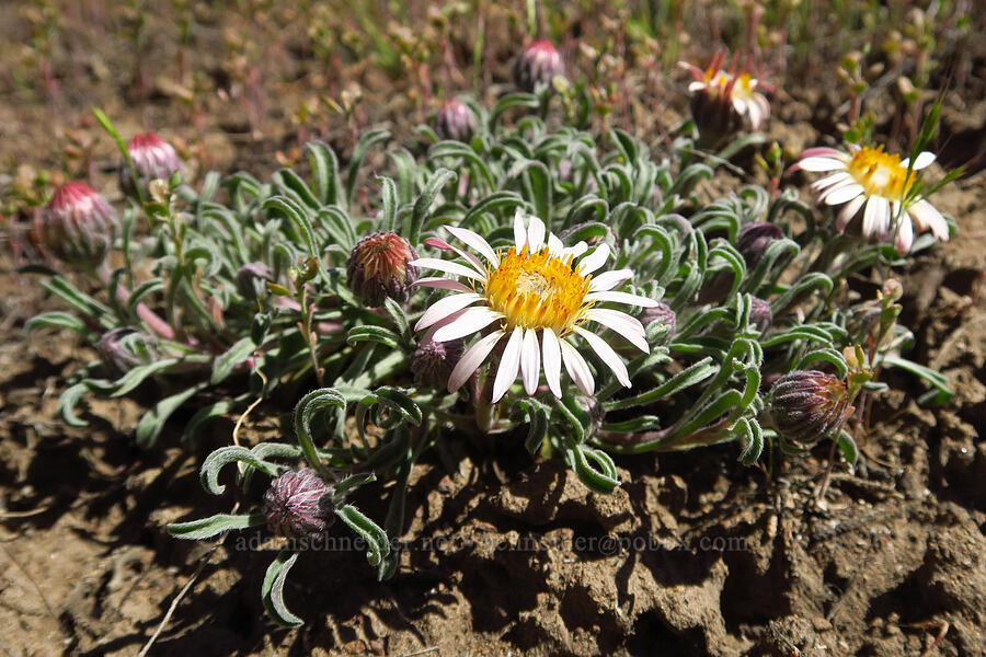 showy townsendia (Townsendia florifer (Townsendia florifera)) [Whychus Canyon Preserve, Deschutes County, Oregon]