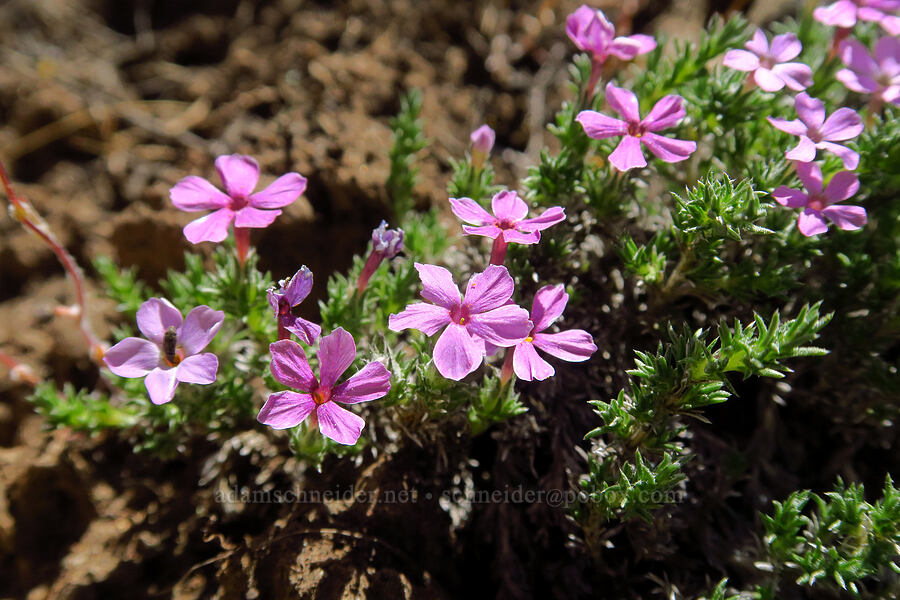 Hood's phlox (Phlox hoodii) [Whychus Canyon Preserve, Deschutes County, Oregon]