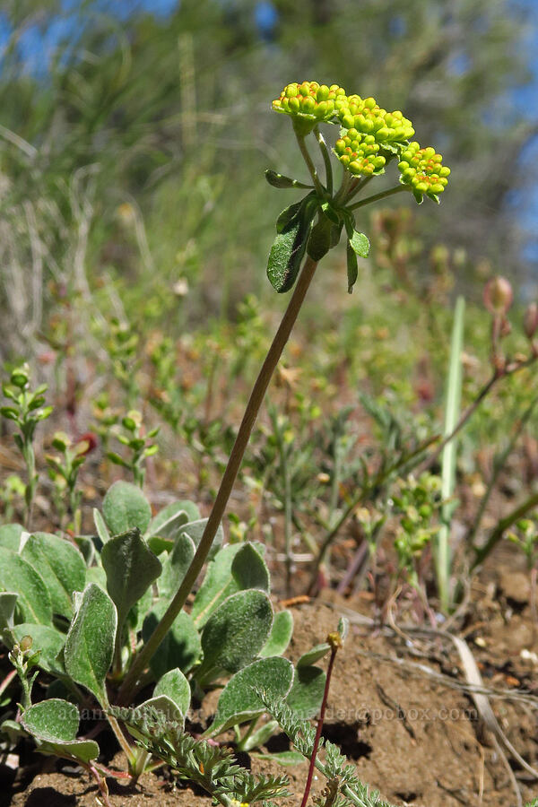 sulphur-flower buckwheat (Eriogonum umbellatum) [Whychus Canyon Preserve, Deschutes County, Oregon]