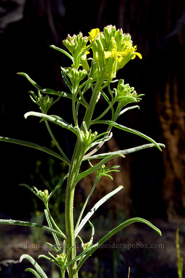 wallflower (Erysimum capitatum) [Whychus Canyon Preserve, Deschutes County, Oregon]