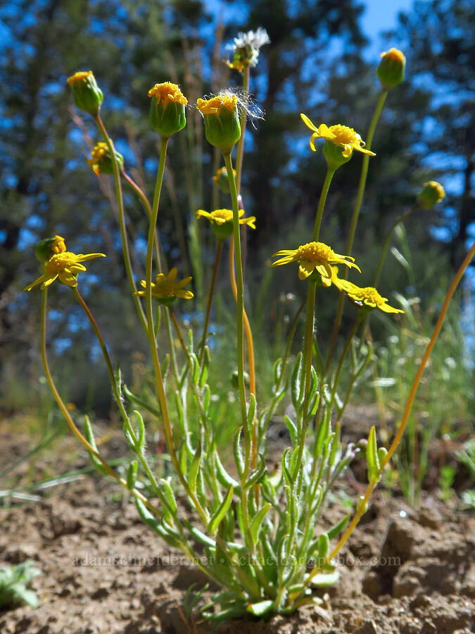 gold stars (Crocidium multicaule) [Whychus Canyon Preserve, Deschutes County, Oregon]