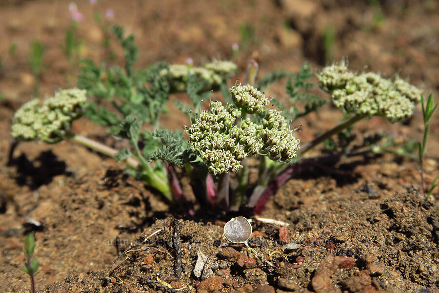 big-seed biscuitroot (Lomatium macrocarpum) [Whychus Canyon Preserve, Deschutes County, Oregon]