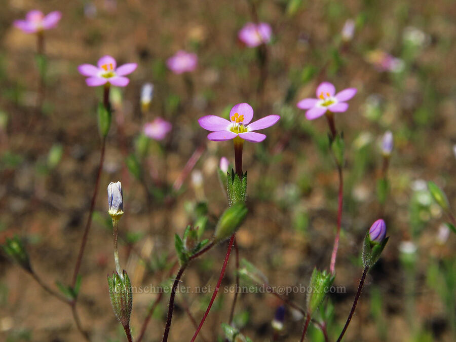 Bolander's linanthus (Leptosiphon bolanderi (Linanthus bakeri)) [Whychus Canyon Preserve, Deschutes County, Oregon]