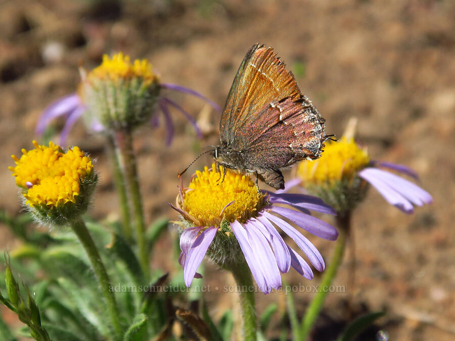 juniper hairstreak butterfly on cushion fleabane (Callophrys gryneus, Erigeron poliospermus) [Whychus Canyon Preserve, Deschutes County, Oregon]