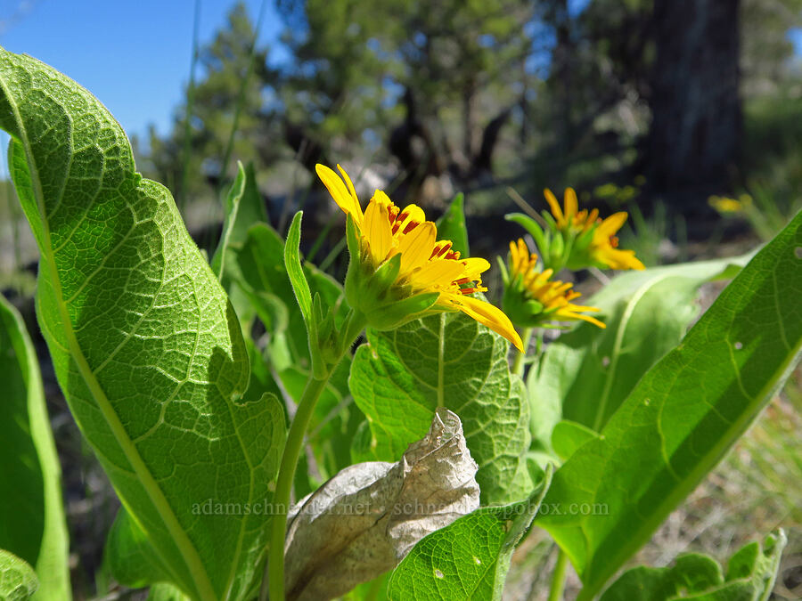 Carey's balsamroot (Balsamorhiza careyana) [Whychus Canyon Preserve, Deschutes County, Oregon]