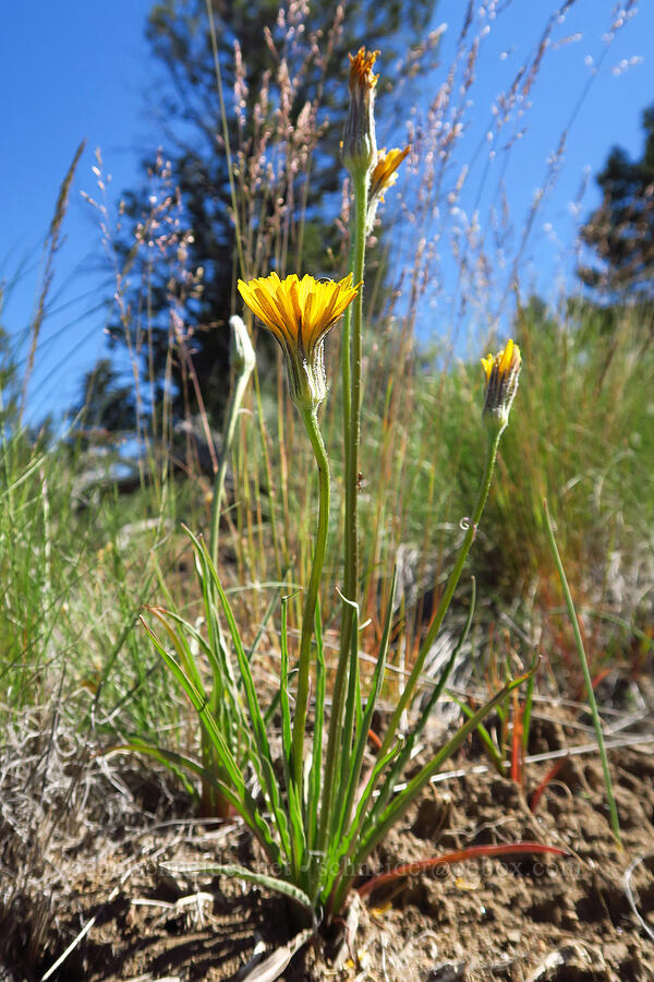 false agoseris (sagebrush dandelion) (Nothocalais troximoides (Microseris troximoides)) [Whychus Canyon Preserve, Deschutes County, Oregon]