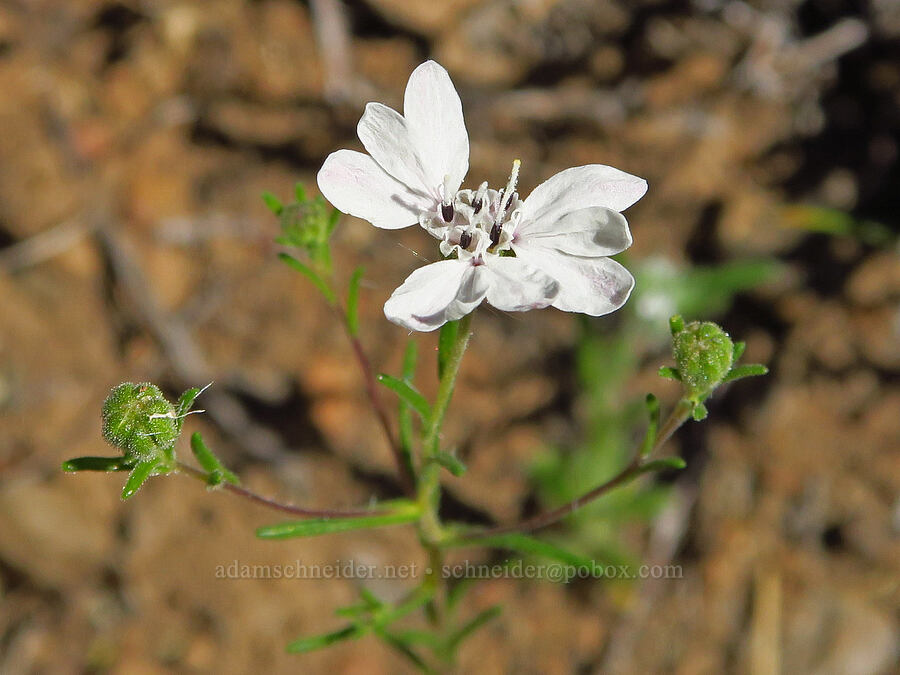 rough eyelash-weed (Blepharipappus scaber) [Whychus Canyon Preserve, Deschutes County, Oregon]